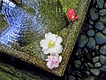 Water Feature with Flower Petals